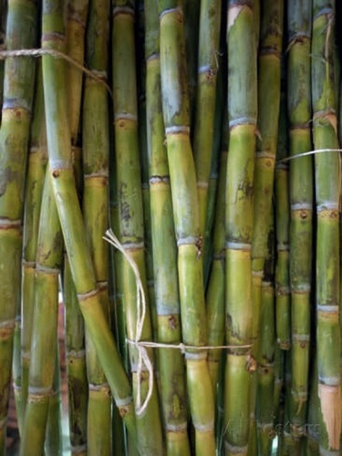 Organic Sugarcane