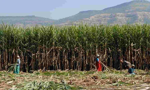Co 86032 sugercane sticks