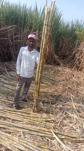 Sugarcane Molasses