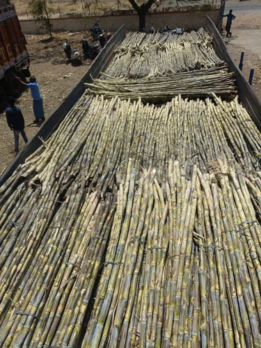 Sugarcane