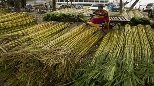 Sugar Cane