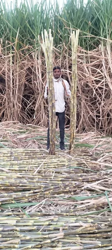 Fresh sugarcane stick