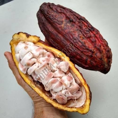 Cocoa Fruit