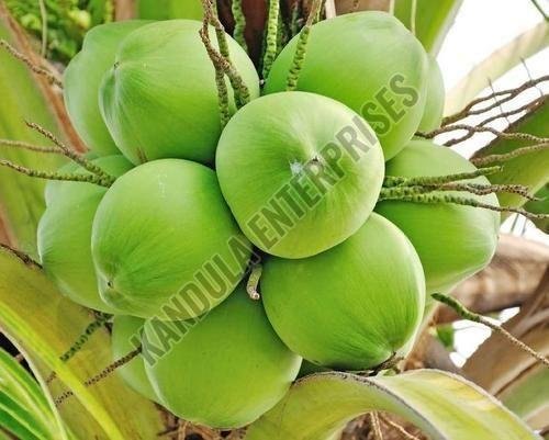 Tender Green Coconut